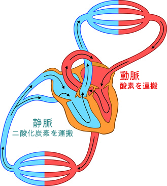�p���X�I�L�V���[�^�[ �S��